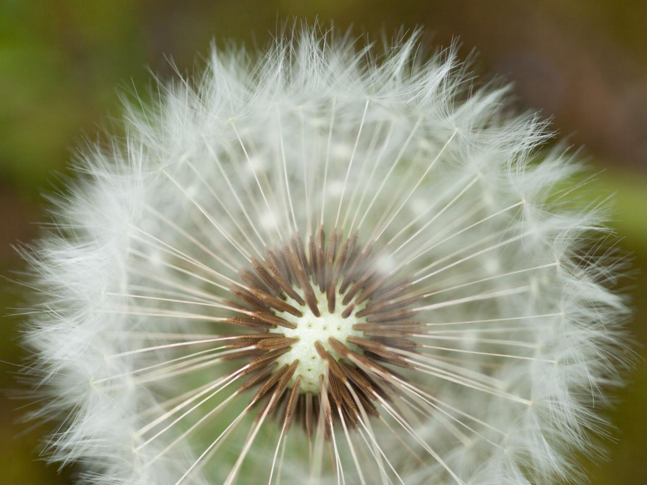 Pusteblume
