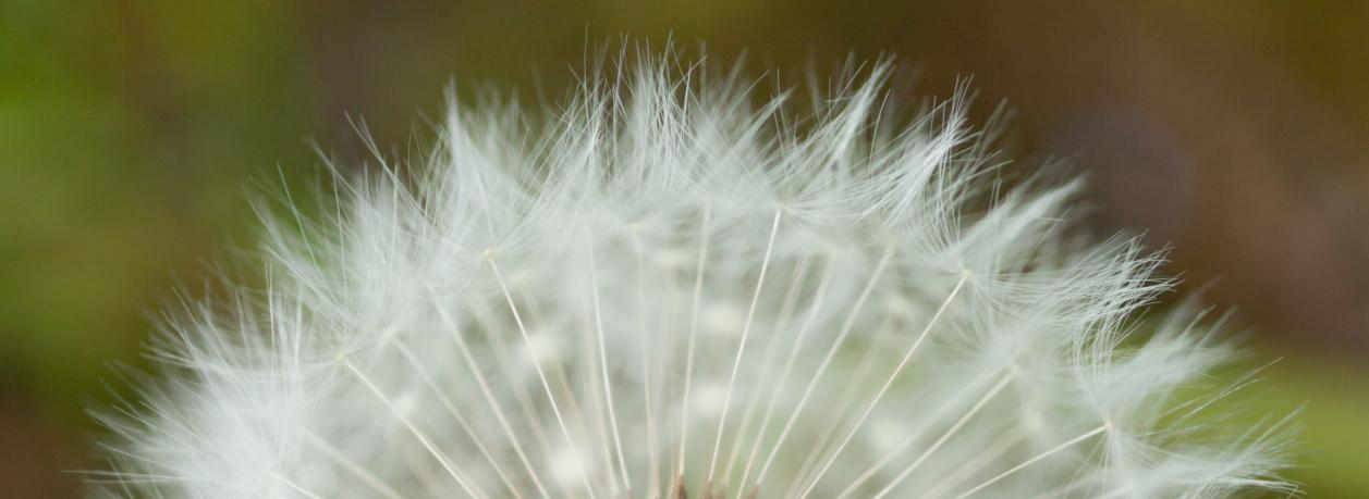Pusteblume