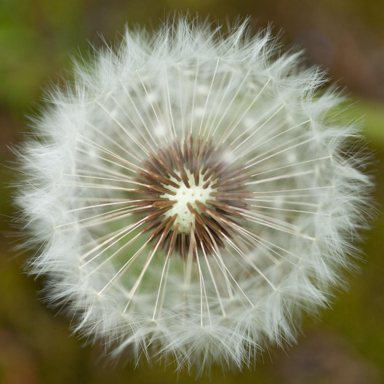 Pusteblume